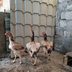 Taşgent Mäkiler.