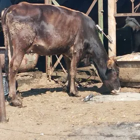 Sygyr