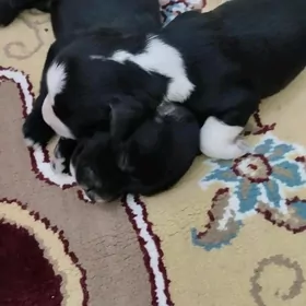 it gujuk spaniel
