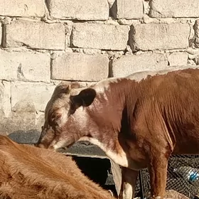 öküzçe tüwe öküz göle