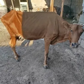 gysyr sygyrlar