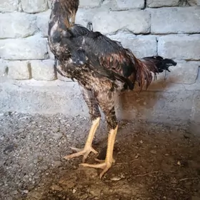 Taşgent jüje..