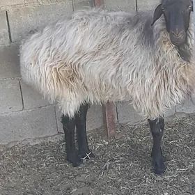 ýaş öweç goýun