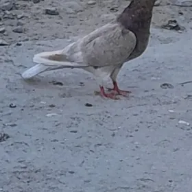 Kepderi