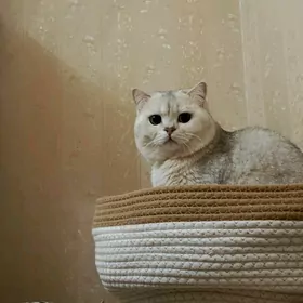 кот на вязку