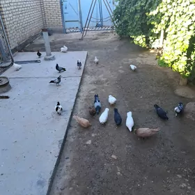 Kepderi