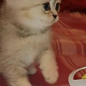 котята
