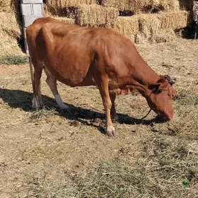 sygyr