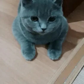 кошка британская
