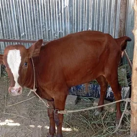 Okuzceler