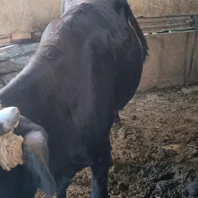 Göle