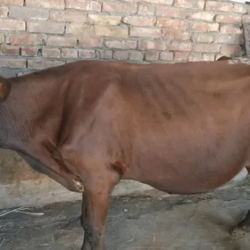 sygyr