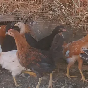 Kürk indukdan cykan