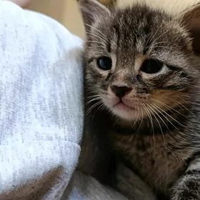 Котенок даром