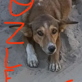gujik