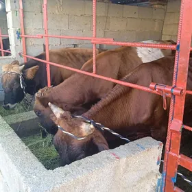 öküz
