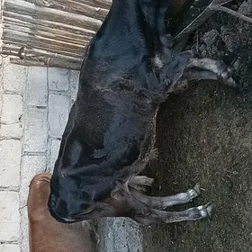 okuzçe