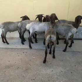 Tokli