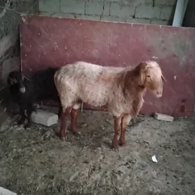 goyun, çebiş