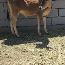 tüwe