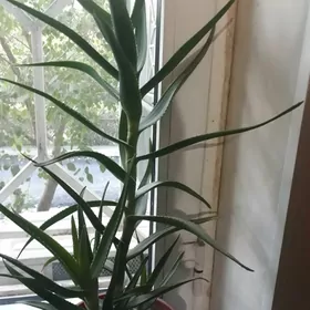 Aloe gvl