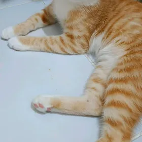 кот