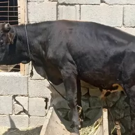 öküz
