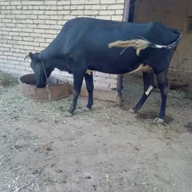 bogaz sygyr