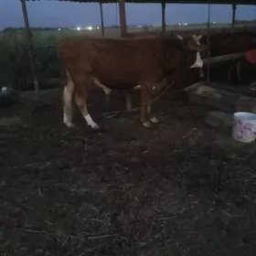 öküz
