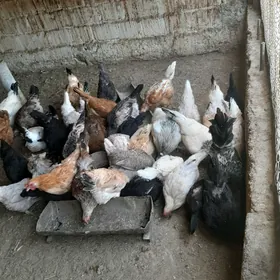 tawuk