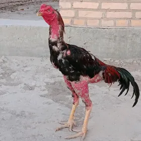 ozbek horaz