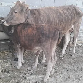 2 goleli sygyr