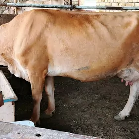 sygyr