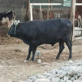 oku