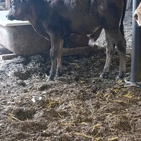 okuzce
