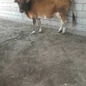 goleli sygyr