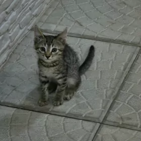 кот
