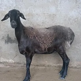 Gissar Goyun