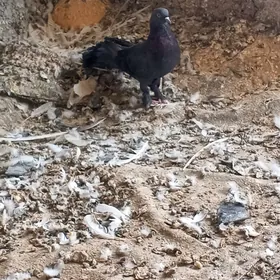 kepderi