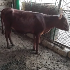 TÜWE GOLE