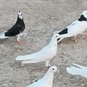 kepderi