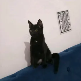 кошка