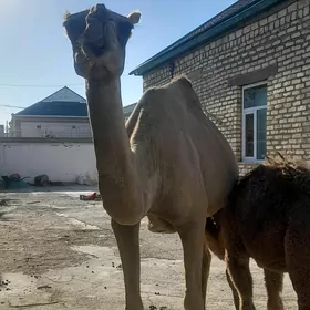 köşekli düýe