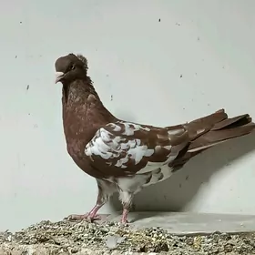 Kepderi