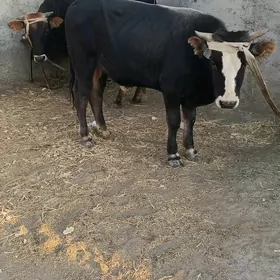 öküzler.