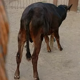 öküzçe