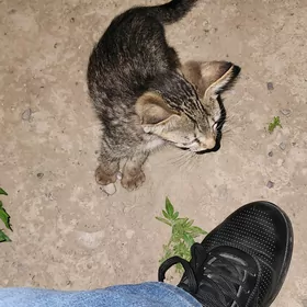 Котенок мальчик в добрые руки