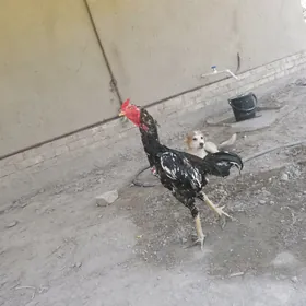 HorazHorazHoraz