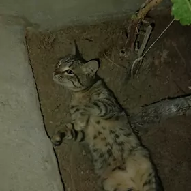 Ой пищик