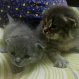 котята девочка и мальчик